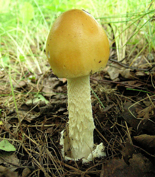 muchotrávka oranžová Amanita crocea (Quél.) Singer