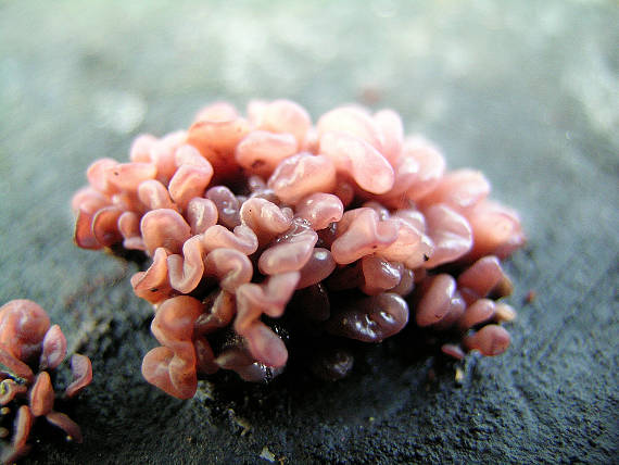 vrtidlovka Ascocoryne sp.