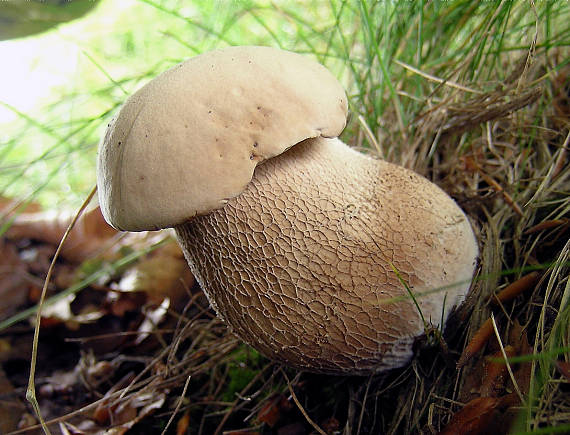 hríb dubový Boletus reticulatus Schaeff.