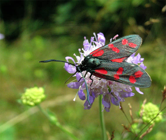 vretienka obyčajná Zygaena filipendula