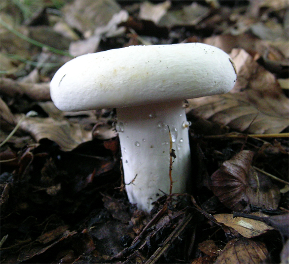 rýdzik korenistý Lactarius piperatus (L.) Pers.