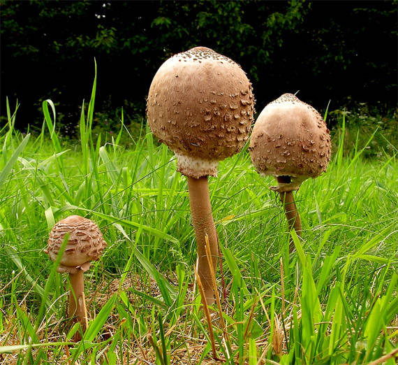 bedľa vysoká Macrolepiota procera (Scop.) Singer