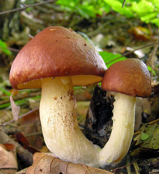 masliak zrnitý Suillus granulatus (L.) Roussel