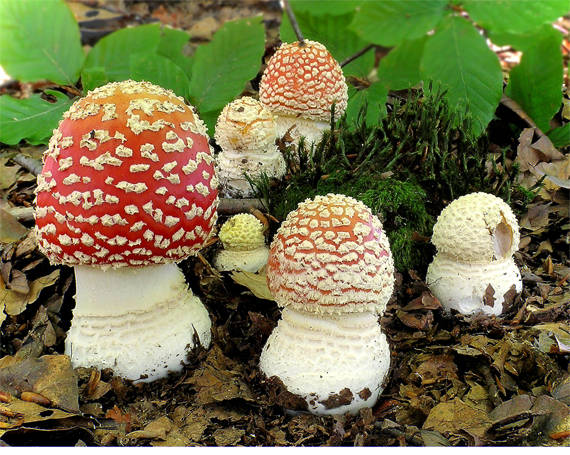 muchotrávka červená Amanita muscaria (L.) Lam.