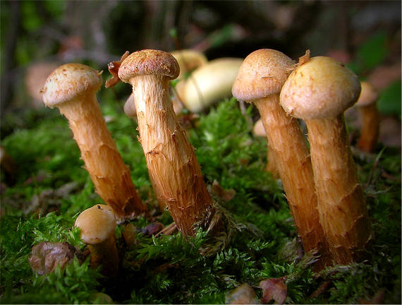 šupinovka ? Pholiota sp.?