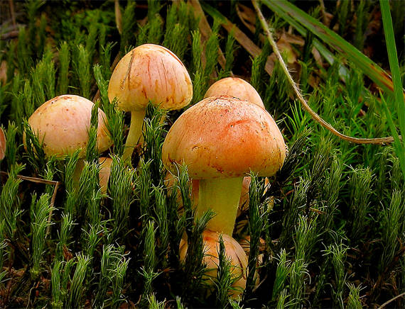 strapcovka tehlovočervená Hypholoma lateritium (Schaeff.) P. Kumm.