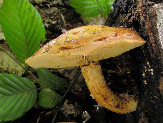 šupinovka Pholiota sp.