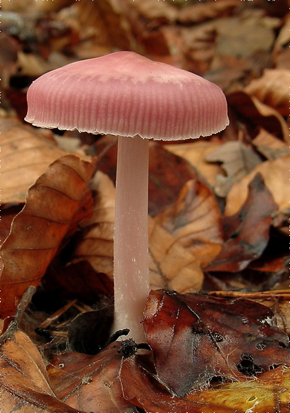 prilbička ružovkastá Mycena rosea Gramberg