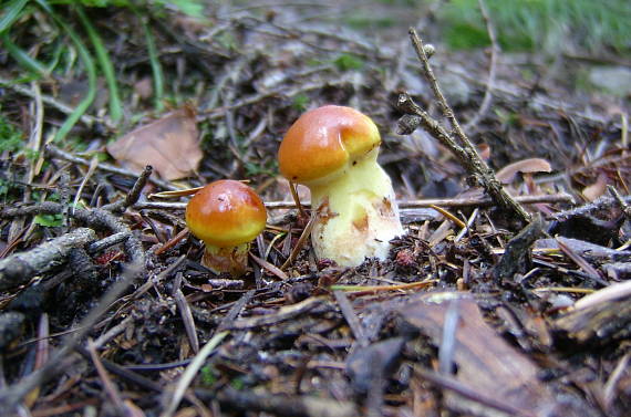 masliak smrekovcový Suillus grevillei (Klotzsch) Singer