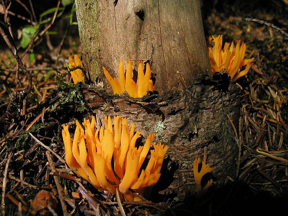 parôžkovec lepkavý Calocera viscosa (Pers.) Fr.