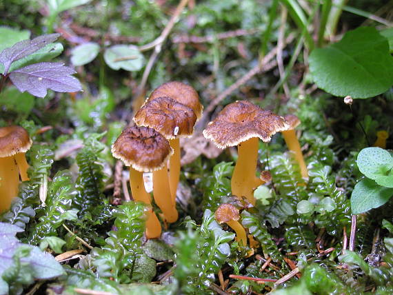 kuriatko lievikovité Craterellus tubaeformis (Fr.) Quél.