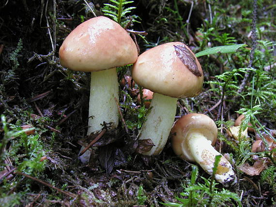 masliak Suillus sp.