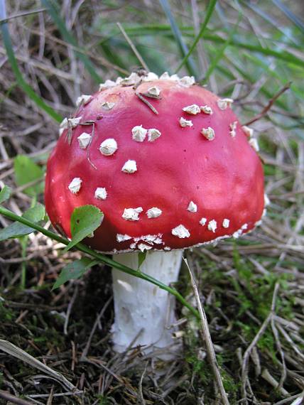 muchotrávka červená Amanita muscaria (L.) Lam.