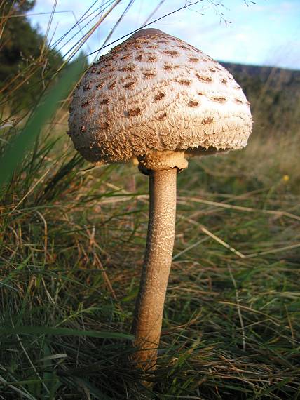 bedľa vysoká Macrolepiota procera (Scop.) Singer