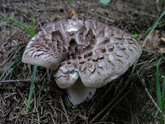 jelenkovec škridlicovitý Sarcodon imbricatus (L.) P. Karst.