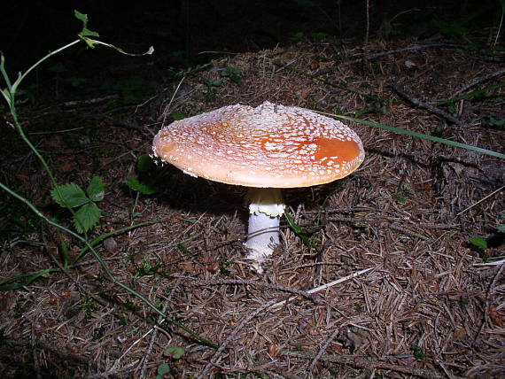 muchotrávka červená Amanita muscaria (L.) Lam.