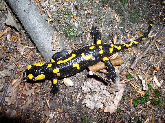 sALAMANDRA ŠKVRNITÁ Salamandra salamandra