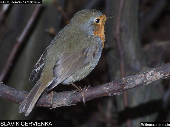 slávik červienka Erithacus rubecula