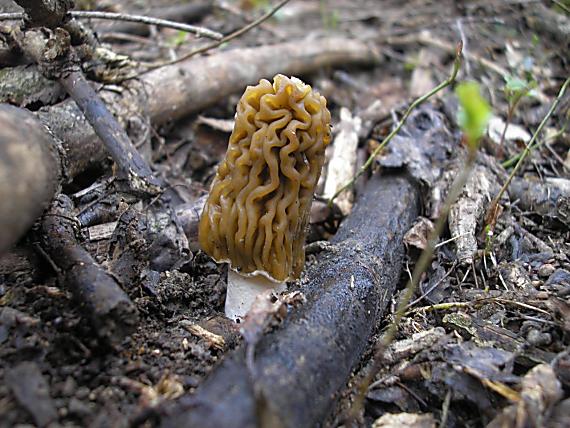 smrčkovec český Verpa bohemica (Krombh.) J. Schröt.