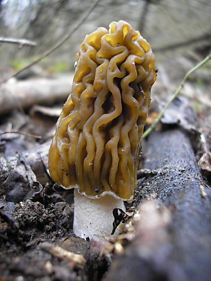 smrčkovec český Verpa bohemica (Krombh.) J. Schröt.