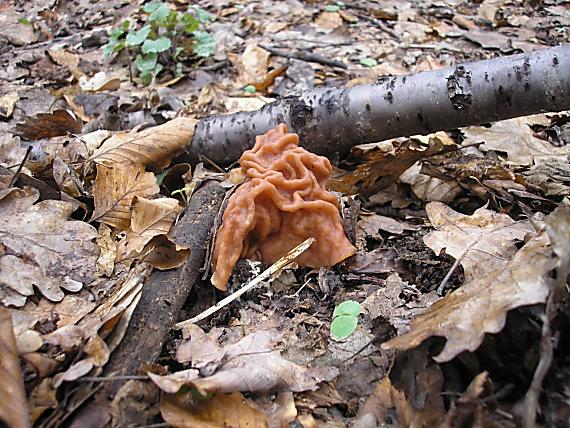 ušiak obrovský Gyromitra gigas (Krombh.) Cooke