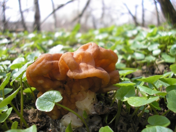 ušiak obrovský Gyromitra gigas (Krombh.) Cooke