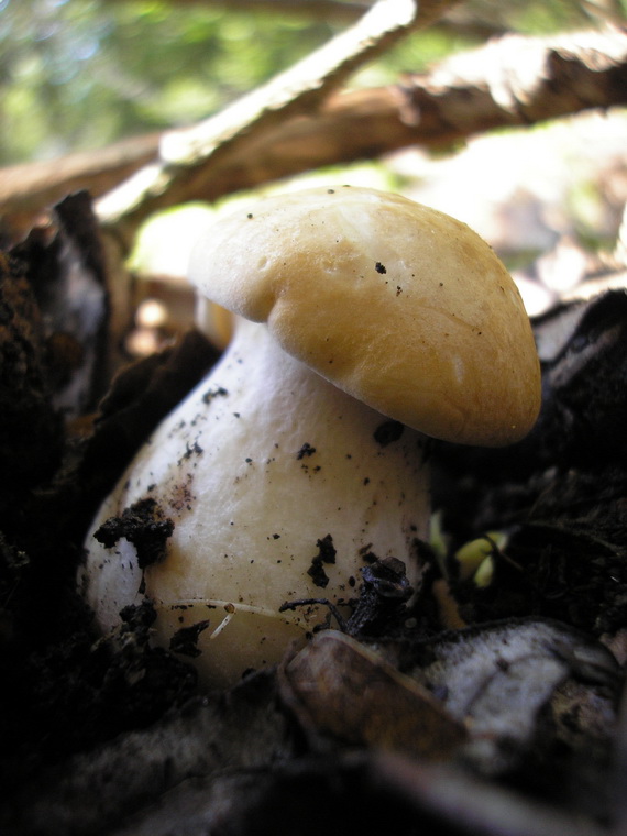 čírovnica májová Calocybe gambosa (Fr.) Donk