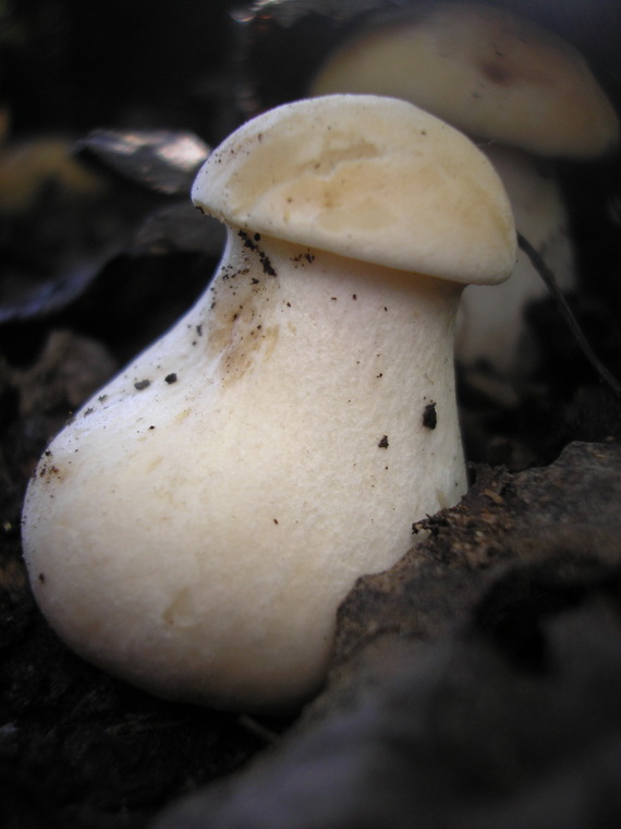 čírovnica májová Calocybe gambosa (Fr.) Donk