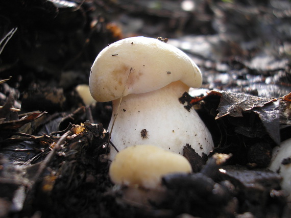 čírovnica májová Calocybe gambosa (Fr.) Donk