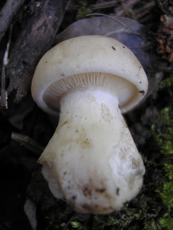 čírovnica májová Calocybe gambosa (Fr.) Donk