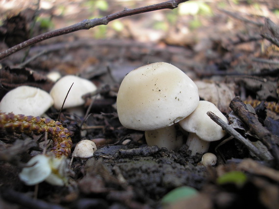 čírovnica májová Calocybe gambosa (Fr.) Donk