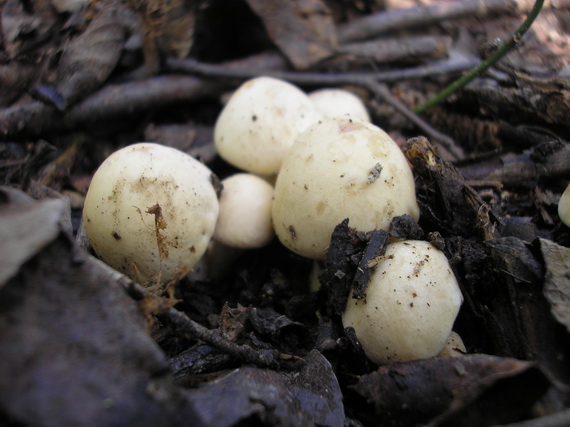 čírovnica májová Calocybe gambosa (Fr.) Donk