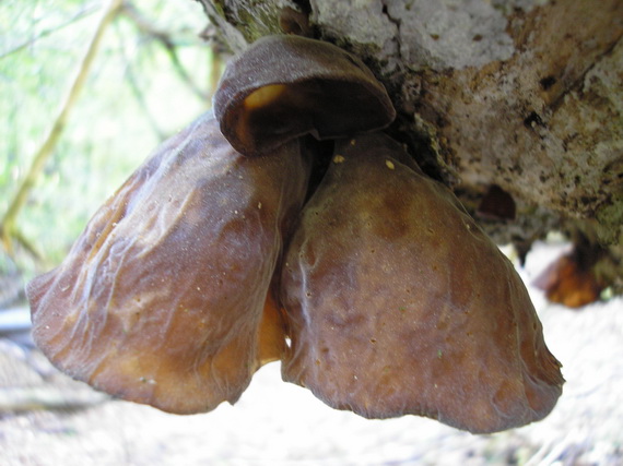 uchovec bazový Auricularia auricula-judae (Bull.) Quél.