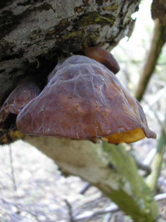 uchovec bazový Auricularia auricula-judae (Bull.) Quél.