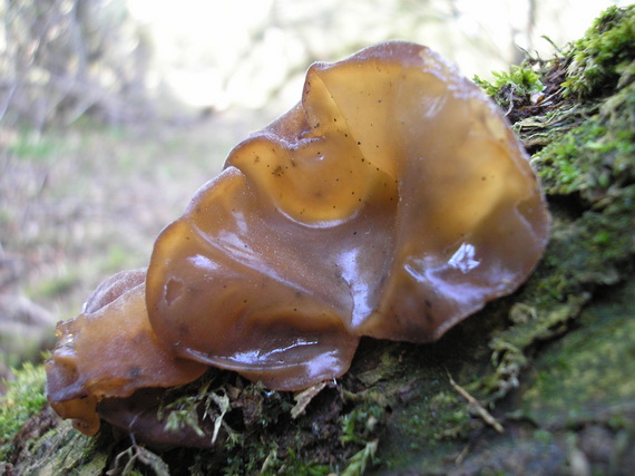 uchovec bazový Auricularia auricula-judae (Bull.) Quél.