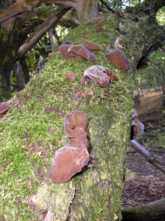 uchovec bazový Auricularia auricula-judae (Bull.) Quél.