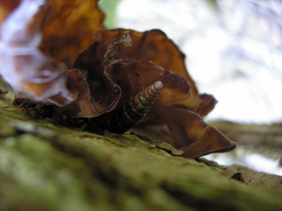 uchovec bazový Auricularia auricula-judae (Bull.) Quél.