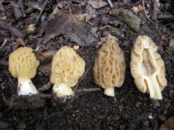 smrčok polovoľný Morchella sp.