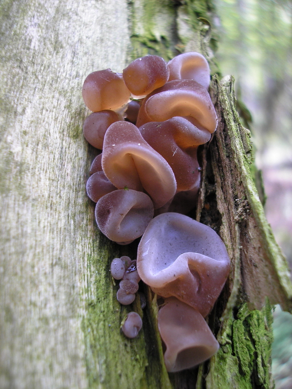 uchovec bazový Auricularia auricula-judae (Bull.) Quél.