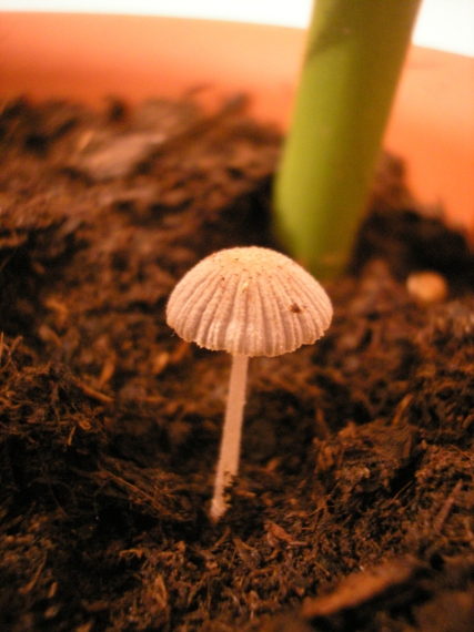 hnojnik Coprinus sp.