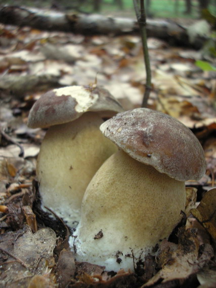 hríb dubový Boletus reticulatus Schaeff.