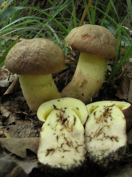 hríb príveskatý Butyriboletus appendiculatus (Schaeff. ex Fr.) Secr.