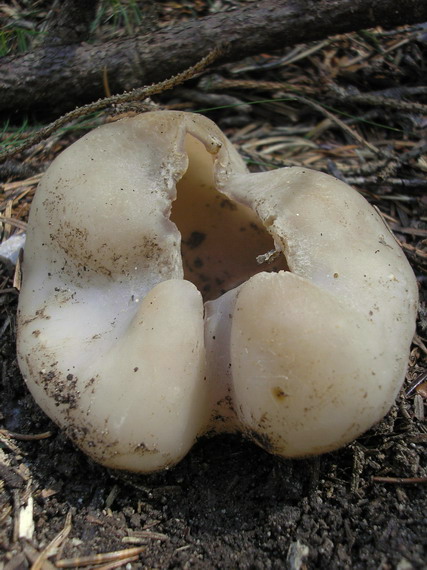 tulipánovka fialová Sarcosphaera coronaria (Jacq.) J. Schröt.