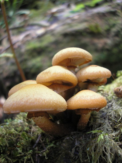 šupinovka menlivá Kuehneromyces mutabilis (Schaeff.) Singer & A.H. Sm.