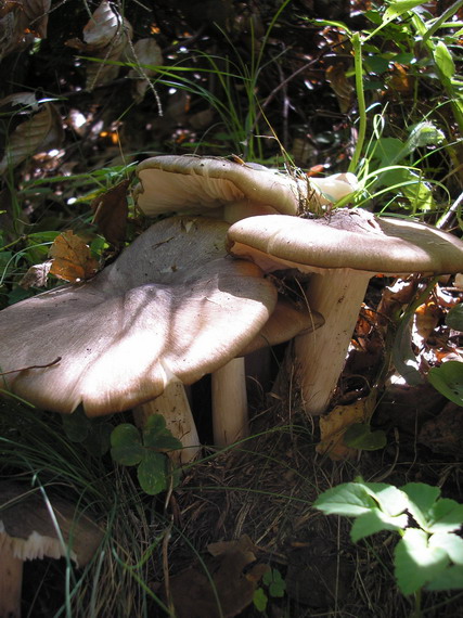 povraznica širokolupeňová Megacollybia platyphylla (Pers.) Kotl. & Pouzar