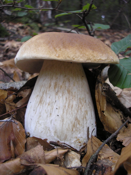 hríb smrekový Boletus edulis Bull.