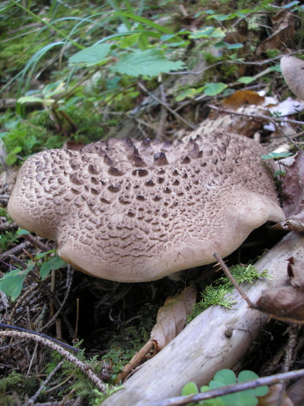 jelenkovec škridlicovitý Sarcodon imbricatus (L.) P. Karst.