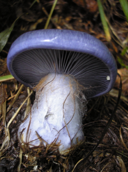 pavučinovec Cortinarius sp.