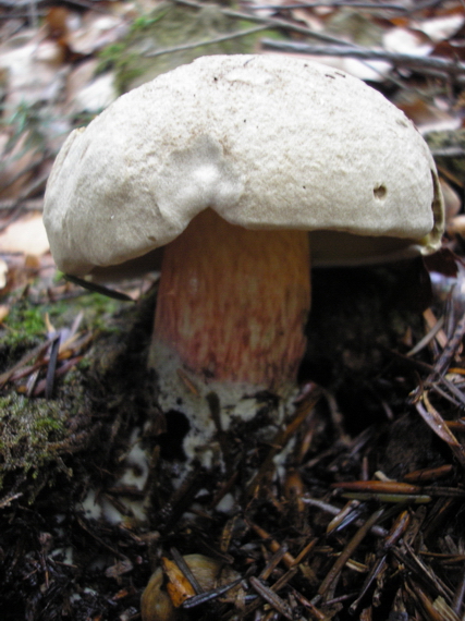 hríb Boletus sp.