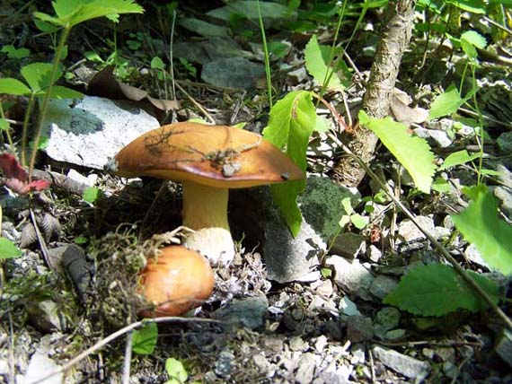 masliak Suillus sp.